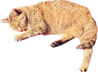 茶色猫