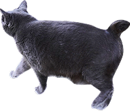 黒猫