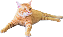 茶色猫