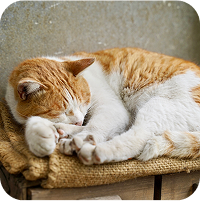 猫が寝ている