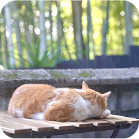猫が日向ぼっこしている写真