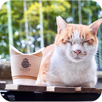 猫とコーヒーカップ